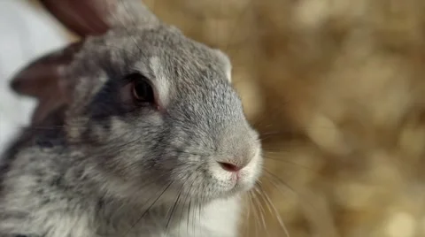 Grey rabbit on dry grass (straw) Stock-Footage 68498390