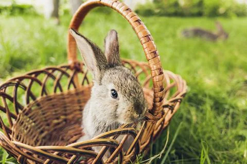 Grey rabbit in the Easter basket on green grass Stock Photos