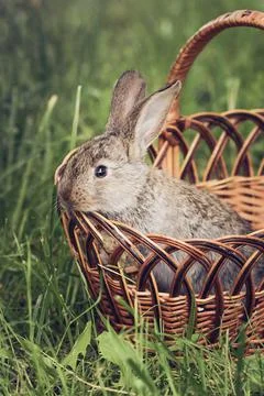 Grey rabbit in the Easter basket on green grass Stock-Fotos