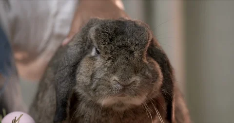 A grey rabbit on easter festive desk with joyful children Stock Footage 125843154