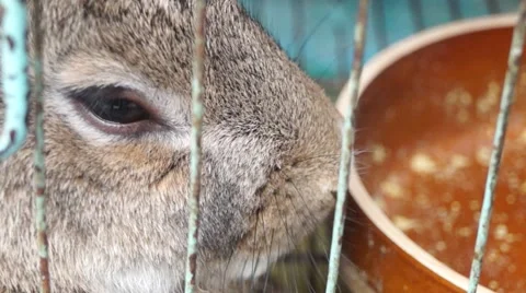 Grey rabbit eat feed Stock Footage 60804184