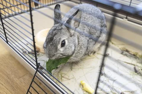 Grey rabbit eat green leaves and sitting in a cage, close-up of rabbit muzzle Stock Photos