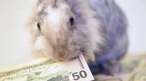 Grey rabbit eating dollar bills Stock Footage 25673501