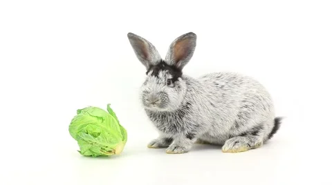 Grey rabbit eats cabbage isolated on a white background, studio shot Stock Footage 56749801