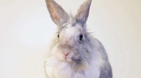 Grey rabbit Stock Footage 25673041