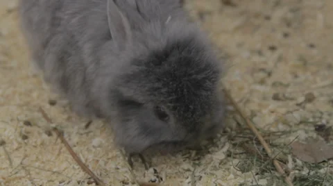 Grey rabbit Stock Footage 33448447