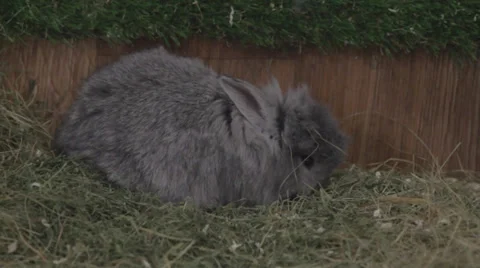 Grey rabbit Stock Footage 33448450