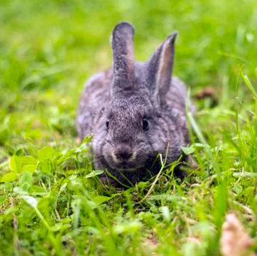 Grey rabbit in grass closeup Stock Photos