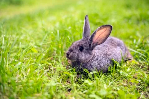 Grey rabbit in grass closeup Stock Photos