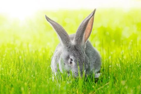 Grey rabbit in green grass Stock Photos