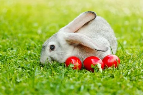Grey rabbit in green grass with three red eggs Stock-Fotos