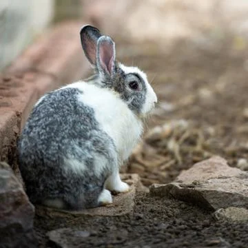 Grey rabbit Stock Photos