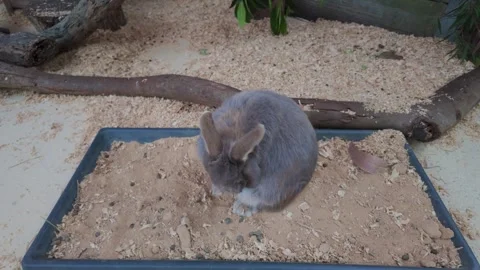 A grey rabbit sits in a sandy enclosure with its nose twitching before it 動画素材 337221923