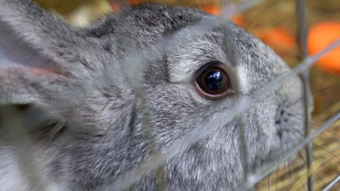 Grey rabbit sitting in a cage, close-up of rabbit muzzle Stock Footage 108984335