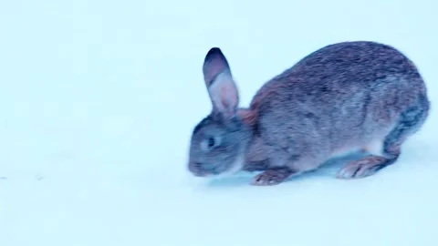 A grey rabbit is sitting in the snow. An animal on a completely white background Stock Footage 337310587