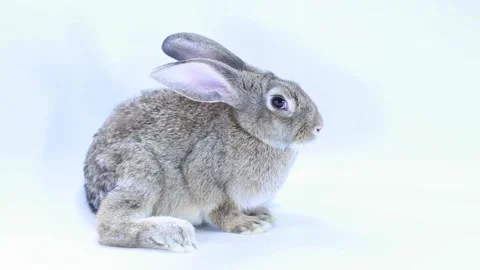 Grey Rabbit Sitting on White Background Studio Shot Stock Footage 310706160