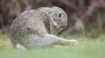 Grey rabbit stretching  in grass, fix cam, profile Stock Footage 85921336