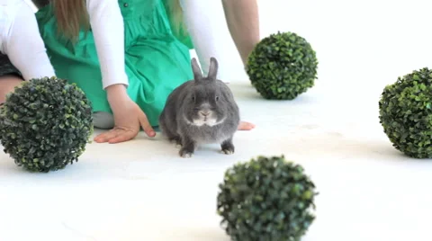 Grey rabbit in studio with unrecognizable kids Vidéo 65387054