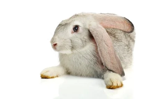 Grey rabbit on white background Stock-Fotos