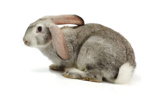 Grey rabbit on white background Foto stock