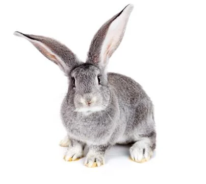 Grey rabbit on white background Stock Photos