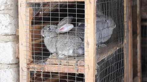 Grey rabbits sitting in a cage 動画素材 72814581