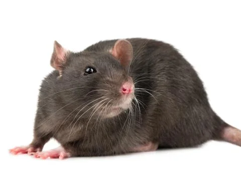 Grey rat closeup Stock Photos