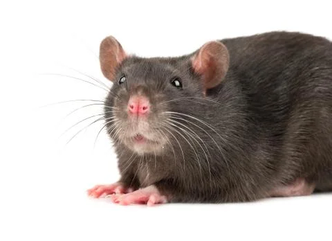 Grey rat closeup Stock Photos