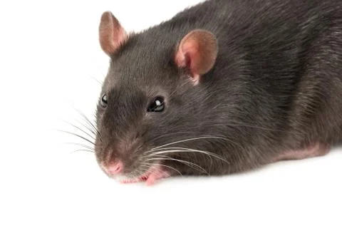 Grey rat closeup Stock Photos