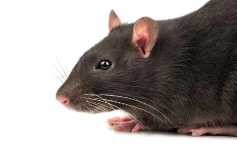 Grey rat closeup Stock Photos