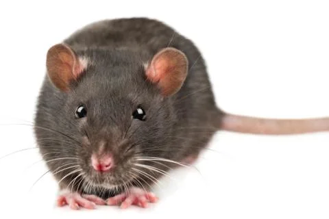 Grey rat closeup Stock Photos