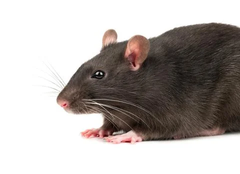Grey rat closeup Stock Photos