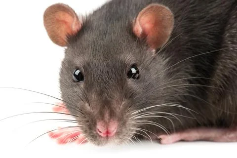 Grey rat closeup Stock Photos