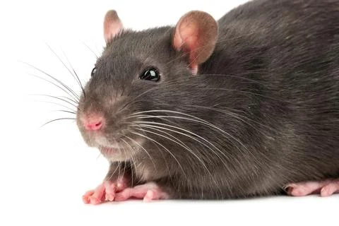 Grey rat closeup Stock Photos