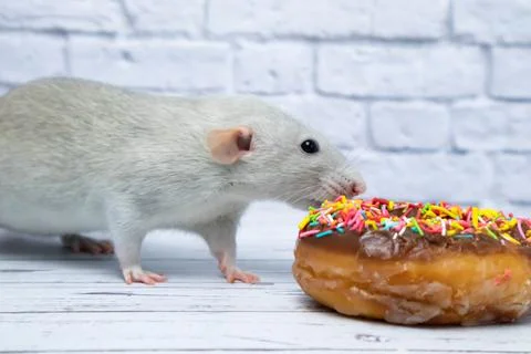 Grey rat eating sweet donut pastry. Not on a diet.birthday. Stock Photos