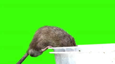 Grey Rat Stock Footage 48993403