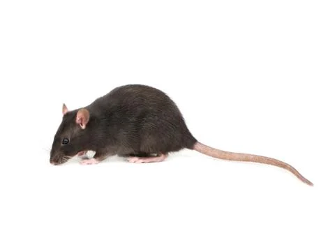 Grey rat isolate Stock Photos
