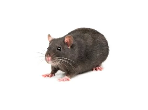 Grey rat isolate Stock Photos