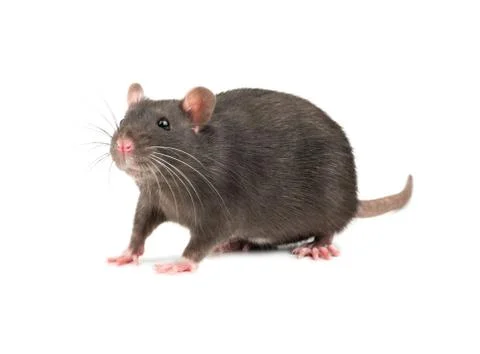 Grey rat isolate Stock Photos