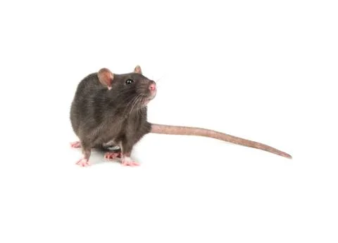 Grey rat isolate Stock Photos