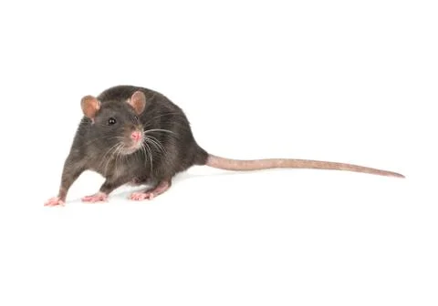Grey rat isolate Stock Photos