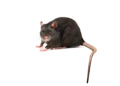 Grey rat isolate Stock Photos
