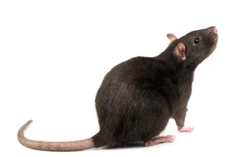 Grey rat isolate Stock Photos