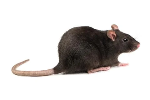 Grey rat isolate Stock Photos