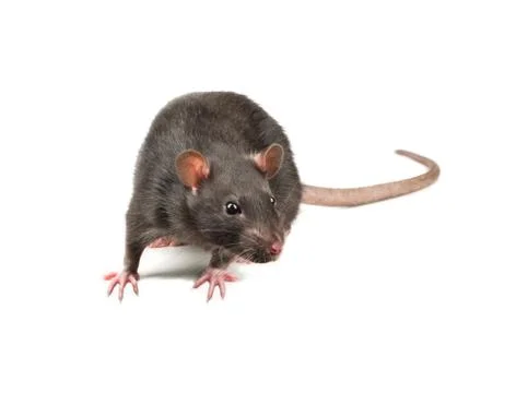 Grey rat isolate Stock Photos