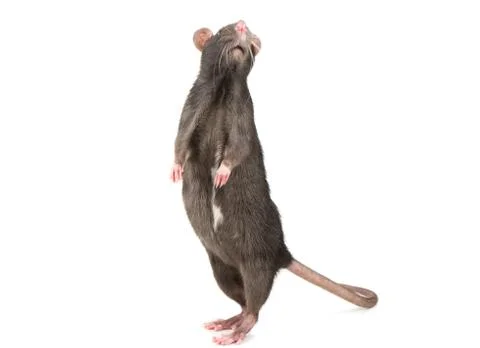 Grey rat isolate Stock Photos