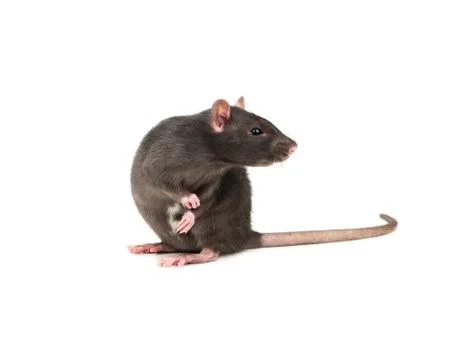 Grey rat isolate Stock Photos
