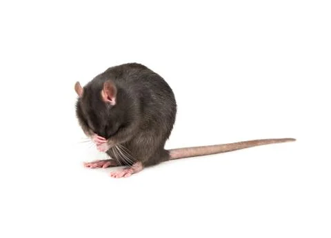 Grey rat isolate Stock Photos