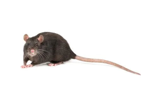Grey rat isolate Stock Photos