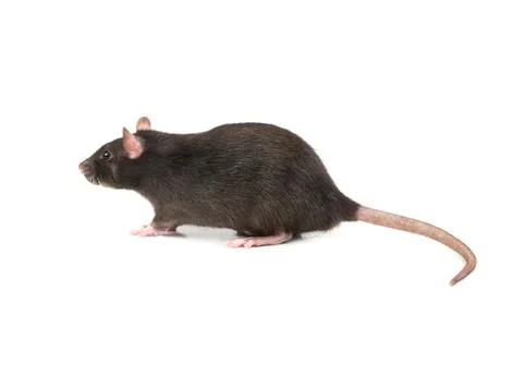 Grey rat isolate Stock Photos